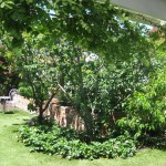 Fruit Trees and strawberry patch