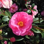 RBGCamellia2