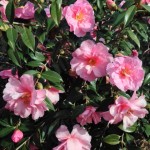 RBGcamellia1
