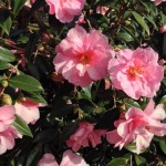 RBGcamelliaSoftPink