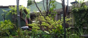 Small Spaces | Garden Designer Coburg, Melbourne