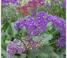 Low Water Gardens | Small Spaces Garden Design