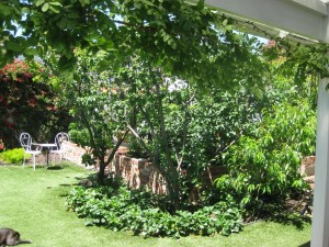 Fruit Trees and strawberry patch