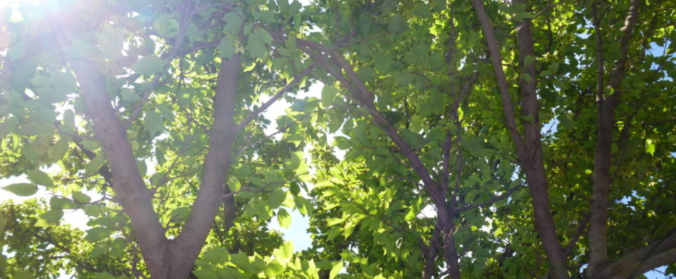 2017_NorthMelbourneMaple - 1