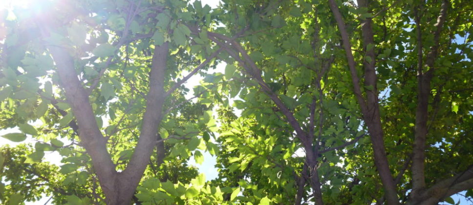 2017_NorthMelbourneMaple - 1