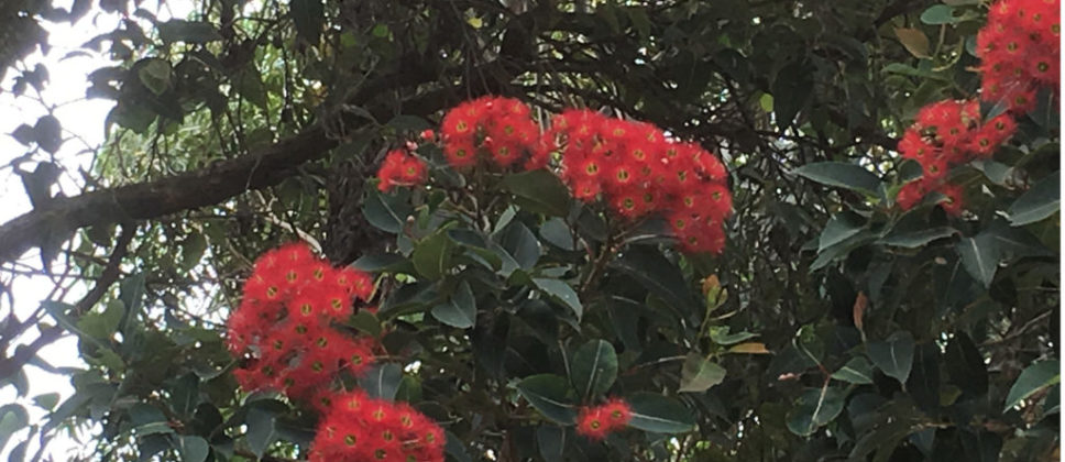 Corymbia