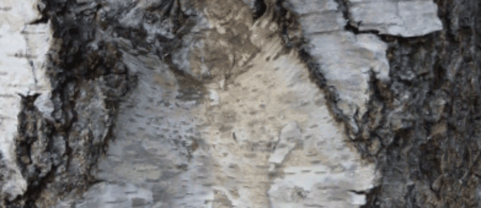 Birch-Bark-in-Coburg
